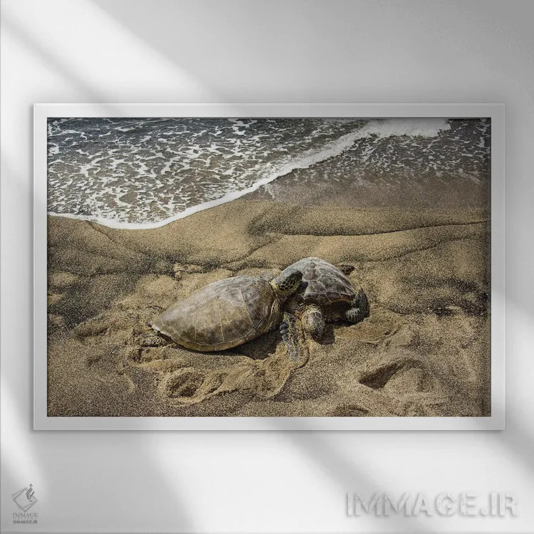 تابلو Chelonia Mydas, On A Hawaiian Beach,دو لاکپشت سبز دریایی، Chelonia Mydas، روی ساحلی در هاوایی اثر دیوید فلیتهام - نمای قابدار سفید