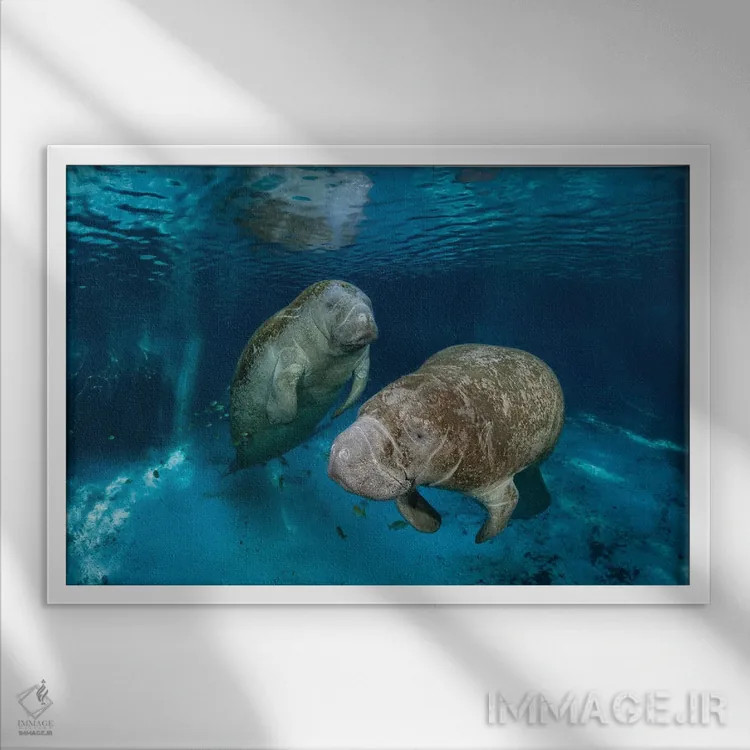 تابلو Florida,گاوهای دریایی فلوریدا در سرچشمه سه خواهر در کریستال ریور، فلوریدا اثر دیوید فلیتهام - نمای قابدار سفید