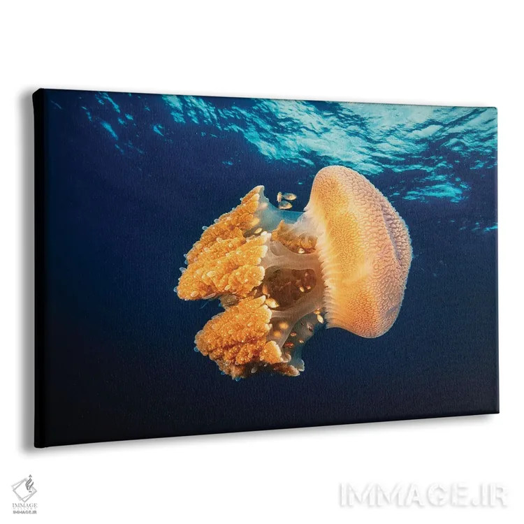 تابلو Thailand,عروس دریایی ریزوستوم در دریای آندامان، تایلند اثر دیوید فلیتهام - نمای پرسپکتیو محصول