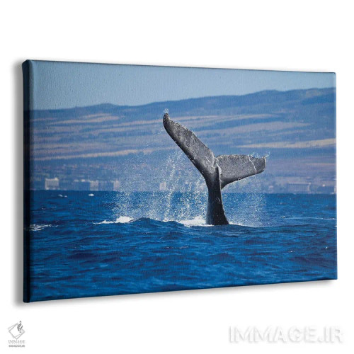 تابلو Maui, Hawaii,دم یک وال کوهاندار در سواحل ساحل کاناپالی، مائوئی، هاوایی اثر دیوید فلیتهام - نمای پرسپکتیو محصول