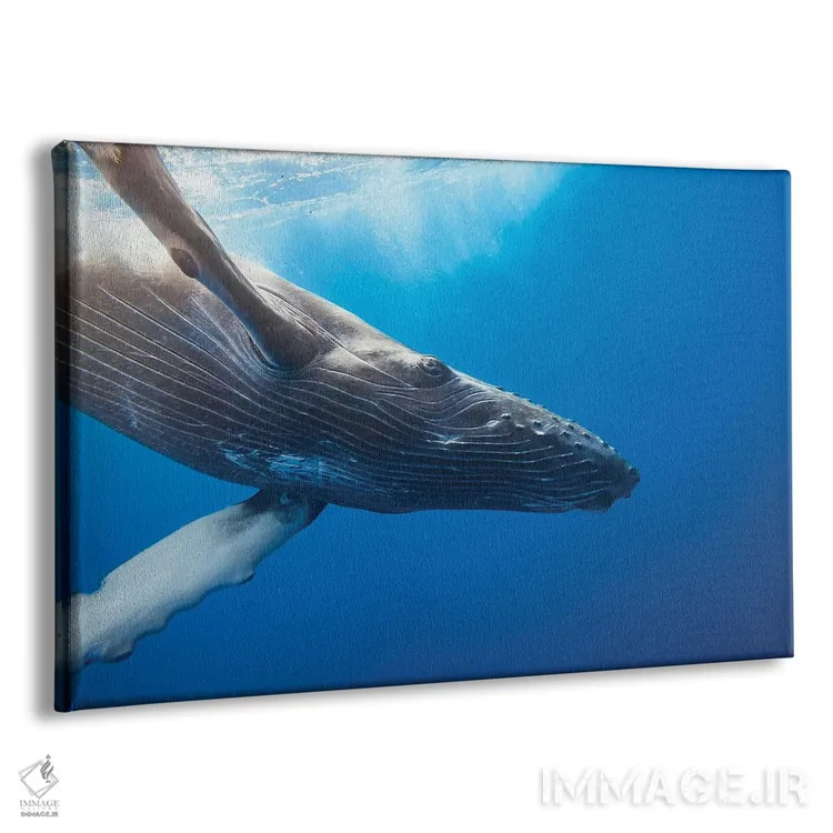 تابلو Hawaii,وال کوهاندار در زیر آب، هاوایی اثر دیوید فلیتهام - نمای پرسپکتیو محصول