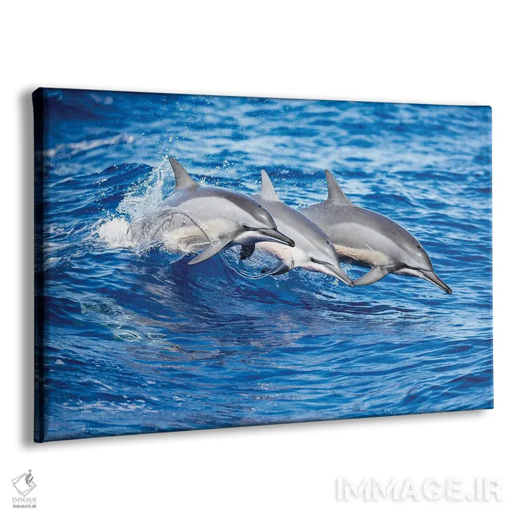 تابلو سه دلفین چرخان از اقیانوس آرام به بیرون میپرند اثر دیوید فلیتهام - نمای پرسپکتیو محصول