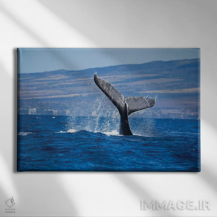 تابلو Maui, Hawaii,دم یک وال کوهاندار در سواحل ساحل کاناپالی، مائوئی، هاوایی اثر دیوید فلیتهام - نمای روبهرو روی دیوار