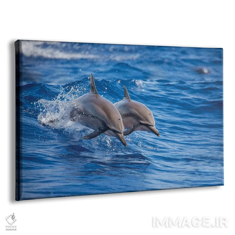 تابلو Hawaii,دو دلفین چرخان در سواحل جزیره لانی، هاوایی اثر دیوید فلیتهام - نمای پرسپکتیو محصول