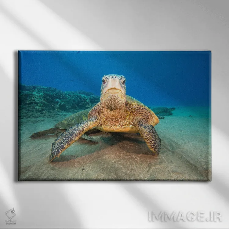 تابلو Hawaii,لاکپشتهای سبز دریایی گرد هم آمده در ایستگاه تمیزکاری در سواحل غربی مائوئی، هاوایی اثر دیوید فلیتهام - نمای روبهرو روی دیوار