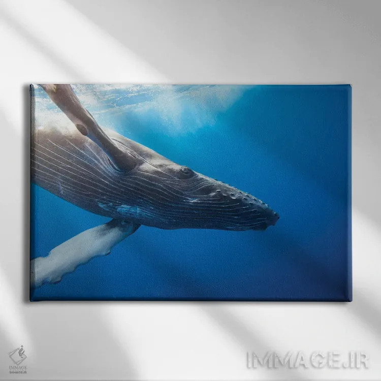 تابلو Hawaii,وال کوهاندار در زیر آب، هاوایی اثر دیوید فلیتهام - نمای روبهرو روی دیوار