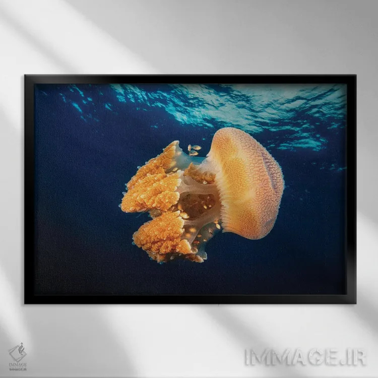 تابلو Thailand,عروس دریایی ریزوستوم در دریای آندامان، تایلند اثر دیوید فلیتهام - نمای قابدار مشکی