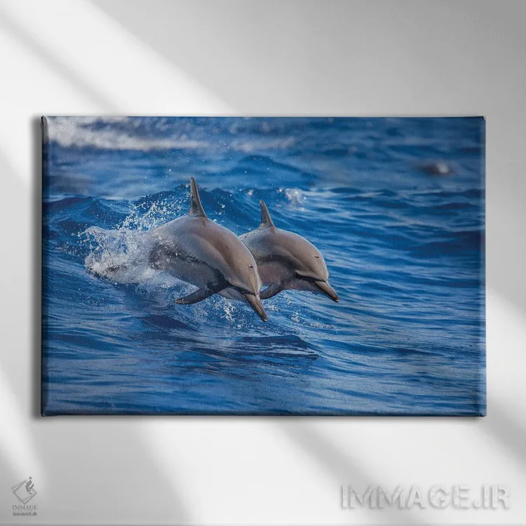 تابلو Hawaii,دو دلفین چرخان در سواحل جزیره لانی، هاوایی اثر دیوید فلیتهام - نمای روبهرو روی دیوار
