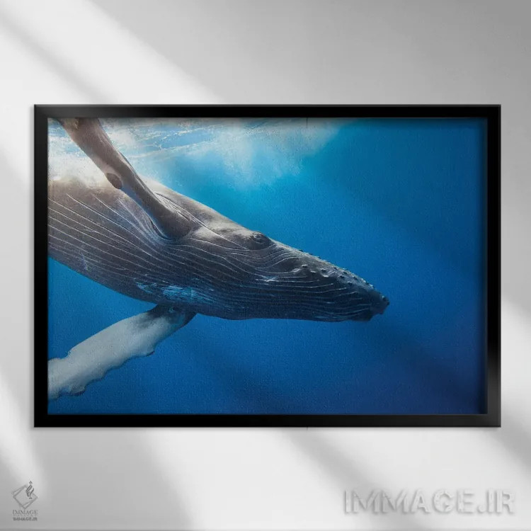 تابلو Hawaii,وال کوهاندار در زیر آب، هاوایی اثر دیوید فلیتهام - نمای قابدار مشکی