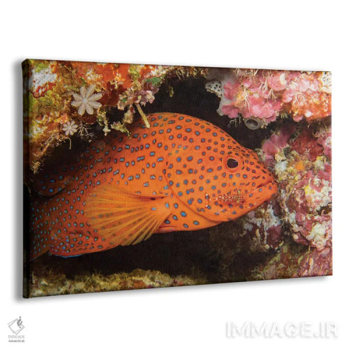 تابلو Urocaridella Antonbruunii, Checking A Coral Grouper, Cephalopholis Miniata, For Parasites,یک میگوی تمیزکننده (Urocaridella antonbruunii) که یک سنگسر گروهی مرجانی (Cephalopholis miniata) را برای انگلها بررسی میکند اثر دیوید فلیتهام - نمای پرس