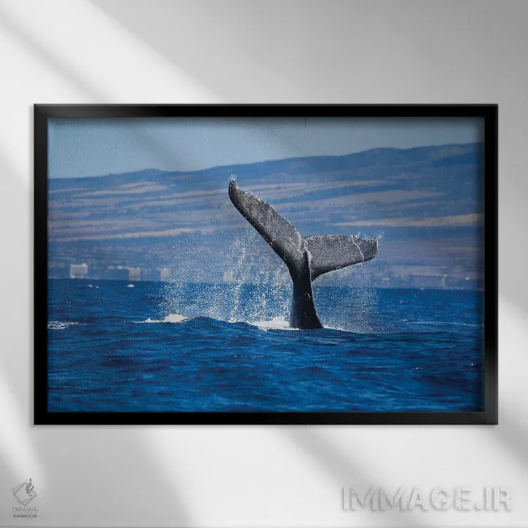 تابلو Maui, Hawaii,دم یک وال کوهاندار در سواحل ساحل کاناپالی، مائوئی، هاوایی اثر دیوید فلیتهام - نمای قابدار مشکی