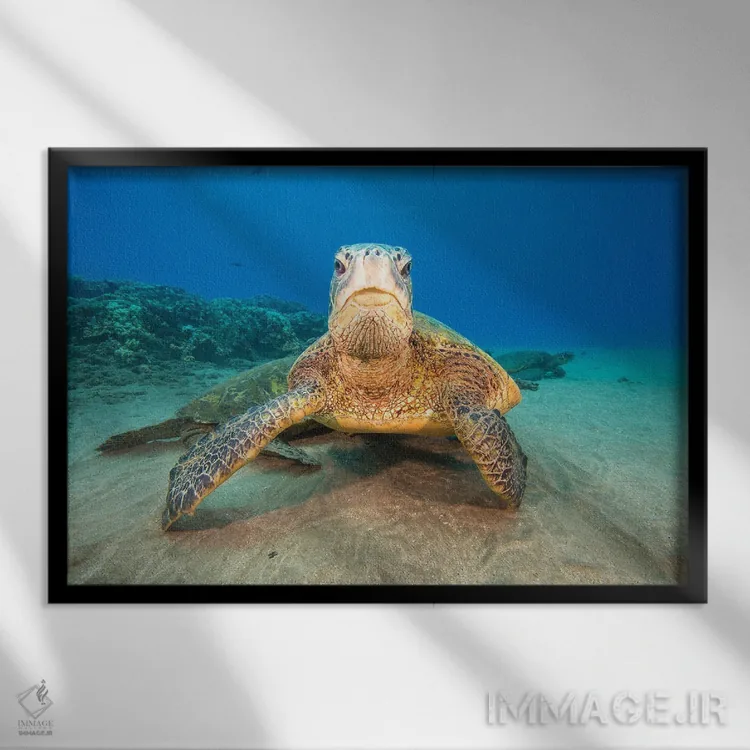 تابلو Hawaii,لاکپشتهای سبز دریایی گرد هم آمده در ایستگاه تمیزکاری در سواحل غربی مائوئی، هاوایی اثر دیوید فلیتهام - نمای قابدار مشکی