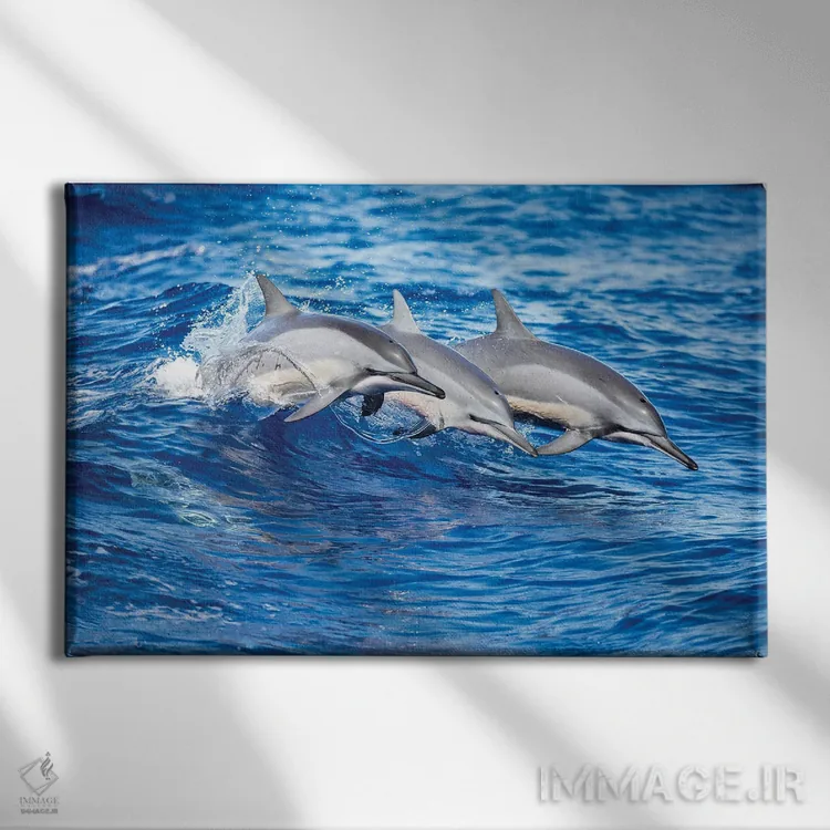 تابلو سه دلفین چرخان از اقیانوس آرام به بیرون میپرند اثر دیوید فلیتهام - نمای روبهرو روی دیوار