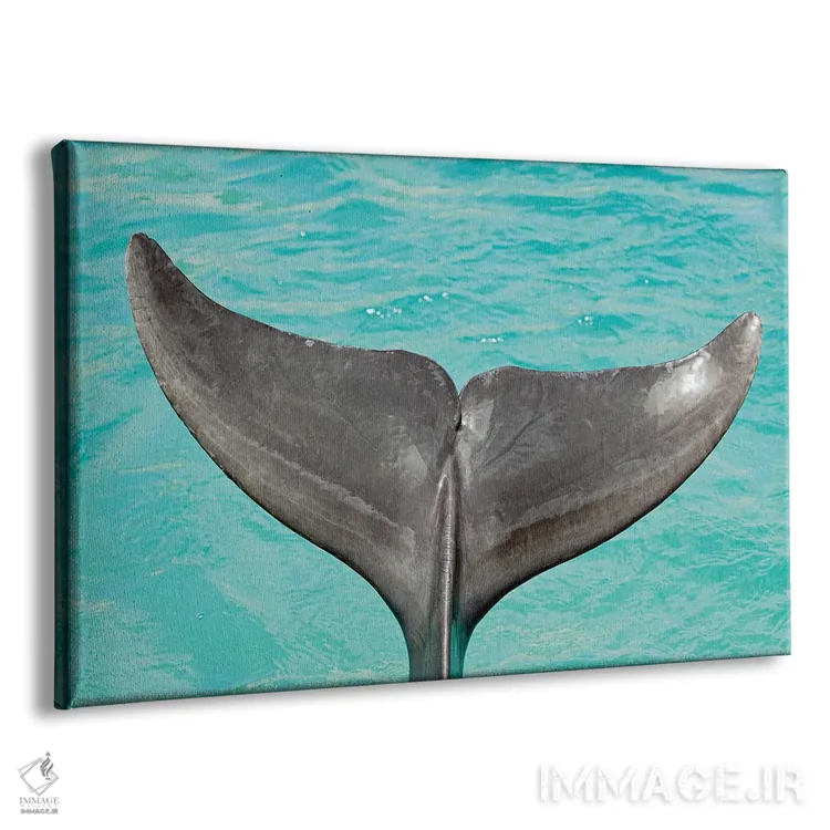 تابلو Tursiops Truncatus,نمای نزدیک از دم یک دلفین بینیبطری آتلانتیک (Tursiops truncatus) اثر دیوید فلیتهام - نمای پرسپکتیو محصول