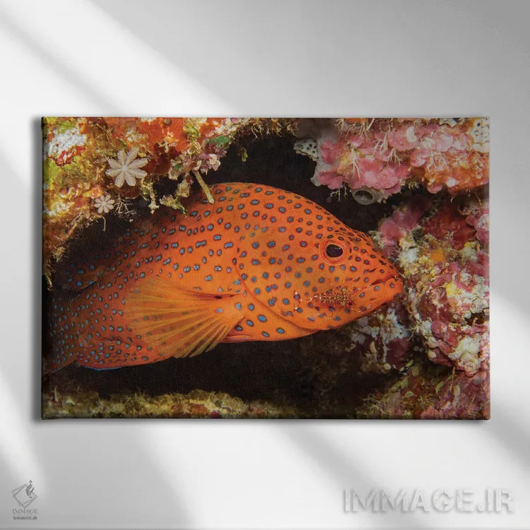 تابلو Urocaridella Antonbruunii, Checking A Coral Grouper, Cephalopholis Miniata, For Parasites,یک میگوی تمیزکننده (Urocaridella antonbruunii) که یک سنگسر گروهی مرجانی (Cephalopholis miniata) را برای انگلها بررسی میکند اثر دیوید فلیتهام - نمای روب