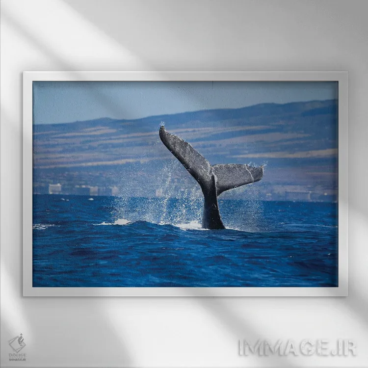 تابلو Maui, Hawaii,دم یک وال کوهاندار در سواحل ساحل کاناپالی، مائوئی، هاوایی اثر دیوید فلیتهام - نمای قابدار سفید