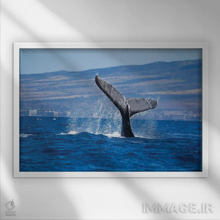 تابلو Maui, Hawaii,دم یک وال کوهاندار در سواحل ساحل کاناپالی، مائوئی، هاوایی اثر دیوید فلیتهام - نمای قابدار سفید