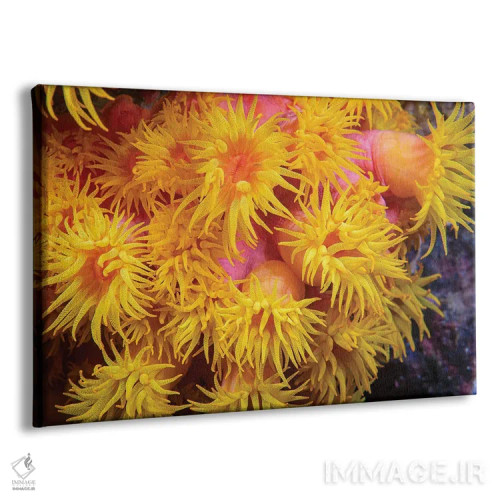 تابلو Tubastraea Coccinea, Philippines,نمای نزدیک از مرجان فنجانی نارنجی (Tubastraea coccinea)، فیلیپین اثر دیوید فلیتهام - نمای پرسپکتیو محصول