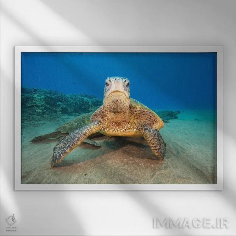 تابلو Hawaii,لاکپشتهای سبز دریایی گرد هم آمده در ایستگاه تمیزکاری در سواحل غربی مائوئی، هاوایی اثر دیوید فلیتهام - نمای قابدار سفید