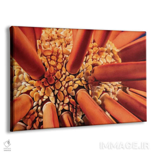 تابلو Heterocentrotus Mammillatus, Hawaii,نمای نزدیک بین خارهای خارپشت دریایی مدادی (Heterocentrotus mammillatus)، هاوایی اثر دیوید فلیتهام - نمای پرسپکتیو محصول