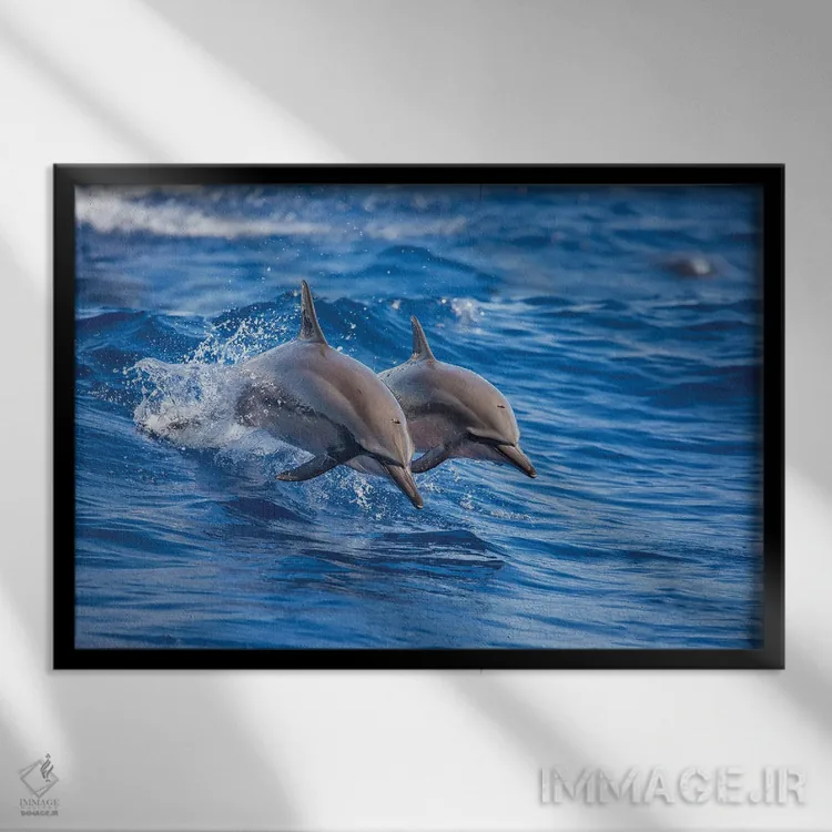 تابلو Hawaii,دو دلفین چرخان در سواحل جزیره لانی، هاوایی اثر دیوید فلیتهام - نمای قابدار مشکی