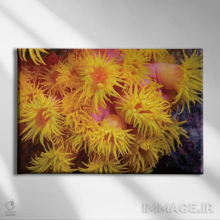 تابلو Tubastraea Coccinea, Philippines,نمای نزدیک از مرجان فنجانی نارنجی (Tubastraea coccinea)، فیلیپین اثر دیوید فلیتهام - نمای روبهرو روی دیوار