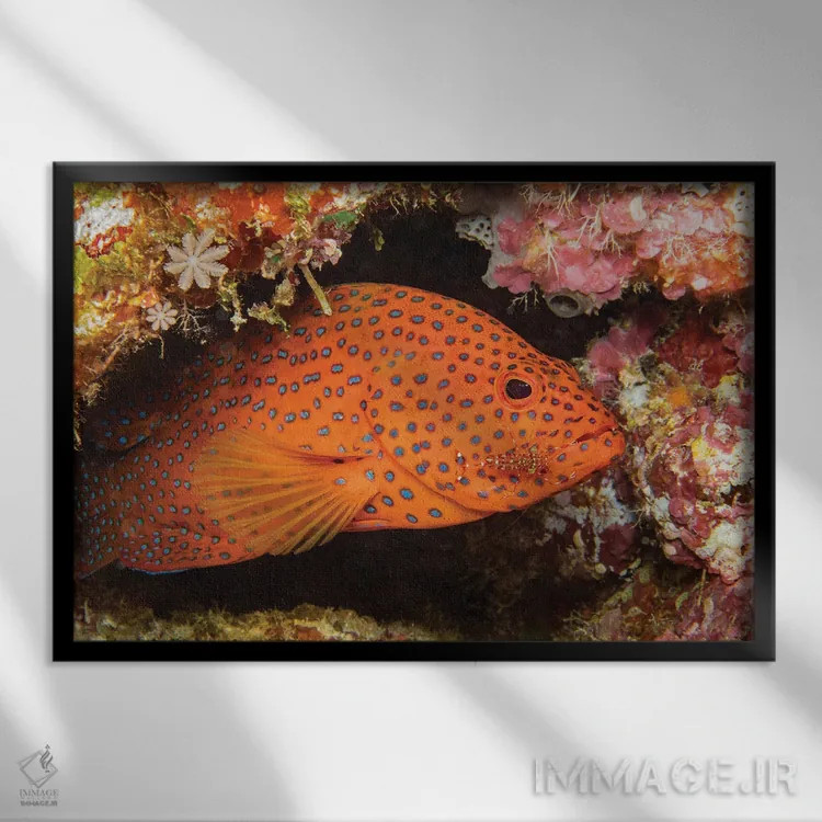 تابلو Urocaridella Antonbruunii, Checking A Coral Grouper, Cephalopholis Miniata, For Parasites,یک میگوی تمیزکننده (Urocaridella antonbruunii) که یک سنگسر گروهی مرجانی (Cephalopholis miniata) را برای انگلها بررسی میکند اثر دیوید فلیتهام - نمای قاب
