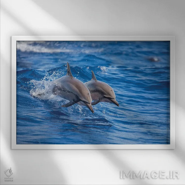 تابلو Hawaii,دو دلفین چرخان در سواحل جزیره لانی، هاوایی اثر دیوید فلیتهام - نمای قابدار سفید