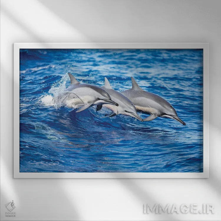 تابلو سه دلفین چرخان از اقیانوس آرام به بیرون میپرند اثر دیوید فلیتهام - نمای قابدار سفید