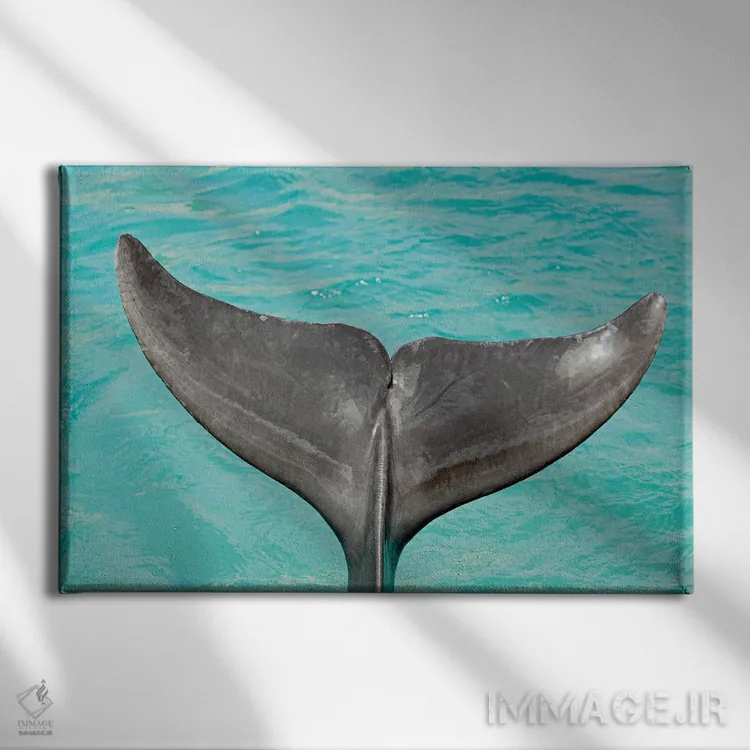 تابلو Tursiops Truncatus,نمای نزدیک از دم یک دلفین بینیبطری آتلانتیک (Tursiops truncatus) اثر دیوید فلیتهام - نمای روبهرو روی دیوار