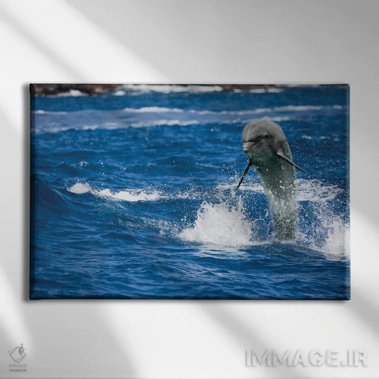 تابلو Tursiops Truncatus, Jumping Out Of The Ocean Off Hawaii,یک دلفین بینیبطری (Tursiops truncatus) که از اقیانوس در نزدیکی هاوایی بیرون میپرد اثر دیوید فلیتهام - نمای روبهرو روی دیوار