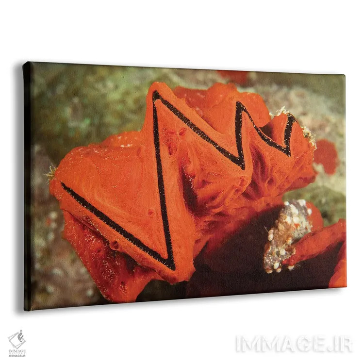 تابلو Lopha Cristagalli, Covered In An Encrusting Sponge, Yap, Micronesia,یک صدف تاجخروسی (Lopha cristagalli) پوشیدهشده با اسفنج پوستهای، یاپ، میکرونزی اثر دیوید فلیتهام - نمای پرسپکتیو محصول