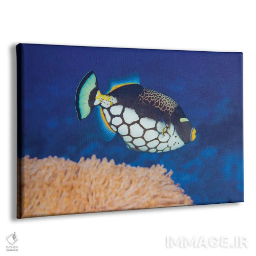 تابلو Balistoides Conspicillum, Above Soft Coral, Yap, Micronesia,یک ماهی ماشهدار دلقکی (Balistoides conspicillum) در بالای مرجان نرم، یاپ، میکرونزی اثر دیوید فلیتهام - نمای پرسپکتیو محصول