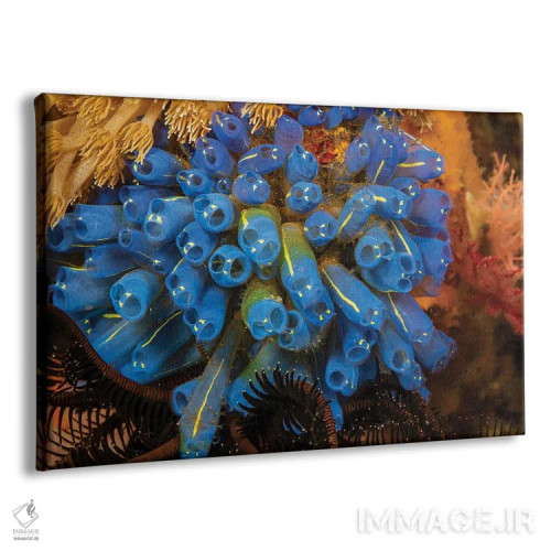 تابلو Clavelina Robusta, Also Known As Sea Squirts, Or Ascidians, Philippines,کلنیای از تونیکاتها (Clavelina robusta) که به نام فوارههای دریایی یا آسیباورها نیز شناخته میشوند، فیلیپین اثر دیوید فلیتهام - نمای پرسپکتیو محصول