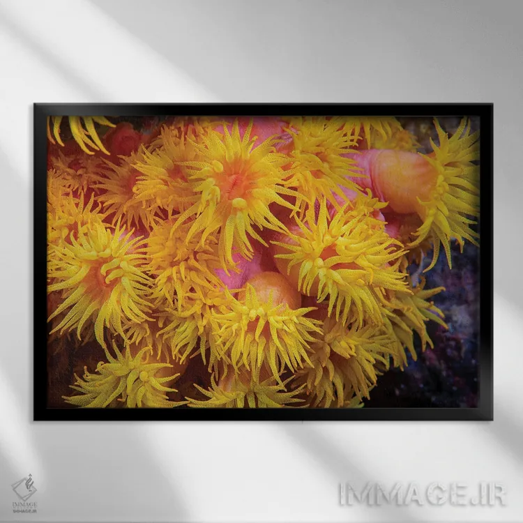 تابلو Tubastraea Coccinea, Philippines,نمای نزدیک از مرجان فنجانی نارنجی (Tubastraea coccinea)، فیلیپین اثر دیوید فلیتهام - نمای قابدار مشکی