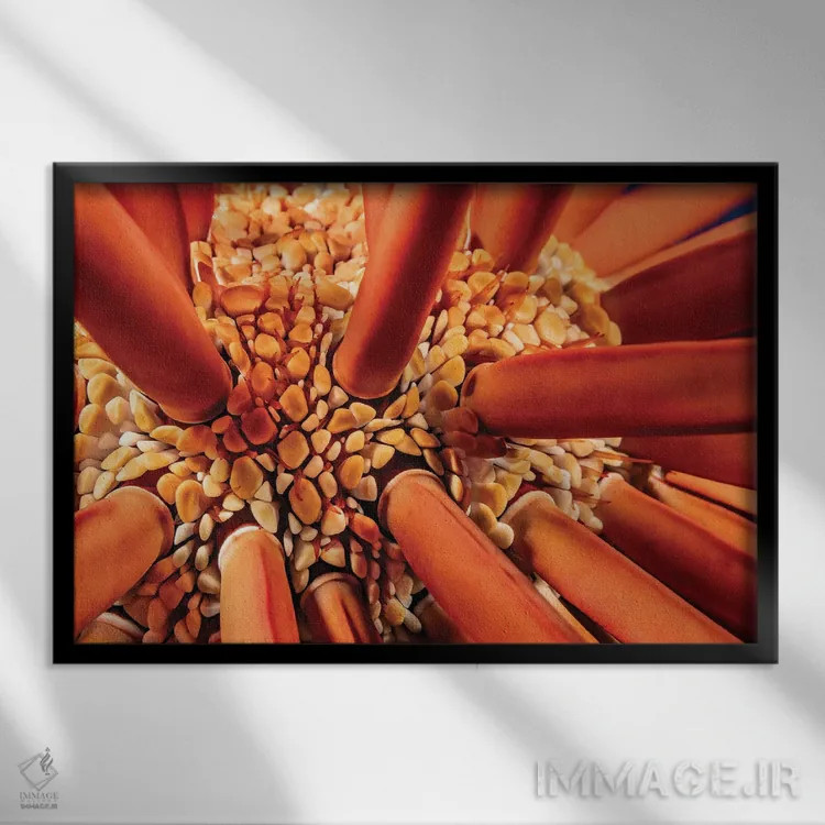 تابلو Heterocentrotus Mammillatus, Hawaii,نمای نزدیک بین خارهای خارپشت دریایی مدادی (Heterocentrotus mammillatus)، هاوایی اثر دیوید فلیتهام - نمای قابدار مشکی