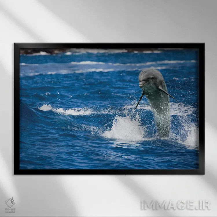 تابلو Tursiops Truncatus, Jumping Out Of The Ocean Off Hawaii,یک دلفین بینیبطری (Tursiops truncatus) که از اقیانوس در نزدیکی هاوایی بیرون میپرد اثر دیوید فلیتهام - نمای قابدار مشکی