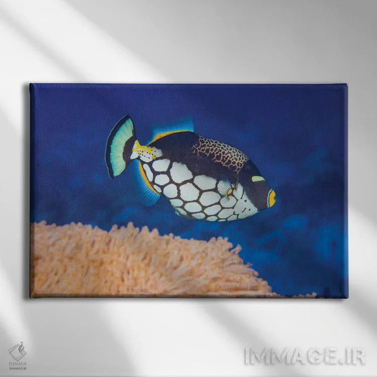 تابلو Balistoides Conspicillum, Above Soft Coral, Yap, Micronesia,یک ماهی ماشهدار دلقکی (Balistoides conspicillum) در بالای مرجان نرم، یاپ، میکرونزی اثر دیوید فلیتهام - نمای روبهرو روی دیوار