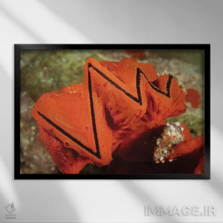 تابلو Lopha Cristagalli, Covered In An Encrusting Sponge, Yap, Micronesia,یک صدف تاجخروسی (Lopha cristagalli) پوشیدهشده با اسفنج پوستهای، یاپ، میکرونزی اثر دیوید فلیتهام - نمای قابدار مشکی