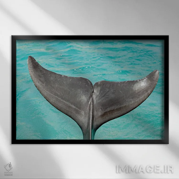 تابلو Tursiops Truncatus,نمای نزدیک از دم یک دلفین بینیبطری آتلانتیک (Tursiops truncatus) اثر دیوید فلیتهام - نمای قابدار مشکی