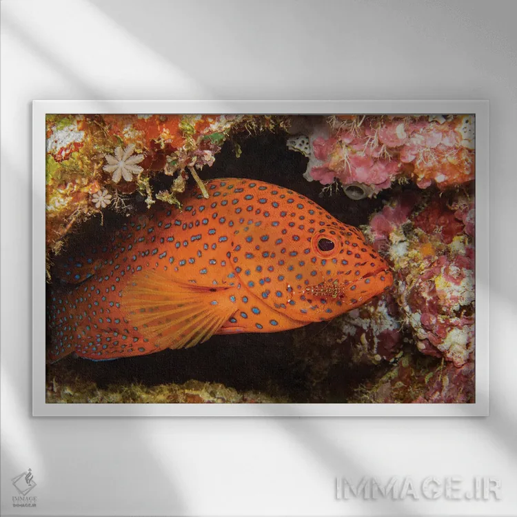 تابلو Urocaridella Antonbruunii, Checking A Coral Grouper, Cephalopholis Miniata, For Parasites,یک میگوی تمیزکننده (Urocaridella antonbruunii) که یک سنگسر گروهی مرجانی (Cephalopholis miniata) را برای انگلها بررسی میکند اثر دیوید فلیتهام - نمای قاب