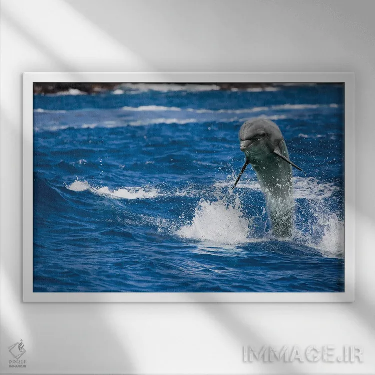 تابلو Tursiops Truncatus, Jumping Out Of The Ocean Off Hawaii,یک دلفین بینیبطری (Tursiops truncatus) که از اقیانوس در نزدیکی هاوایی بیرون میپرد اثر دیوید فلیتهام - نمای قابدار سفید