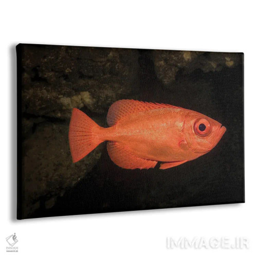 تابلو Heteropriacanthus Cruentatus, Hawaii,یک اسنپر چشمدرشت معمولی (Heteropriacanthus cruentatus)، هاوایی اثر دیوید فلیتهام - نمای پرسپکتیو محصول