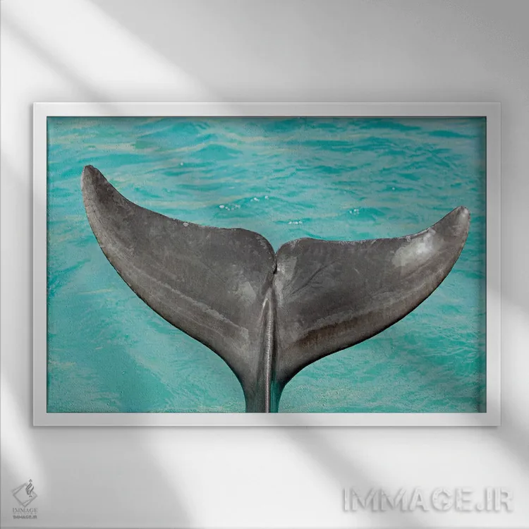 تابلو Tursiops Truncatus,نمای نزدیک از دم یک دلفین بینیبطری آتلانتیک (Tursiops truncatus) اثر دیوید فلیتهام - نمای قابدار سفید