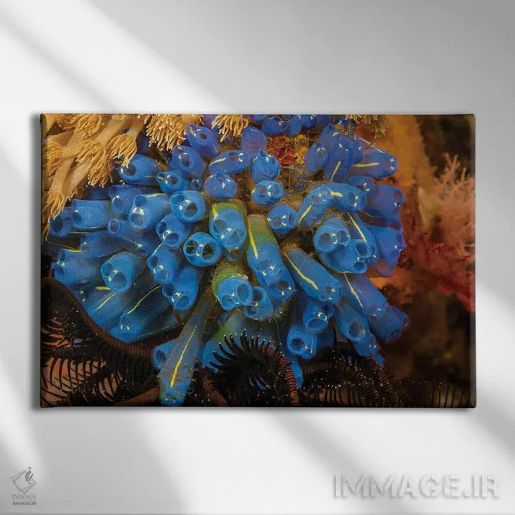 تابلو Clavelina Robusta, Also Known As Sea Squirts, Or Ascidians, Philippines,کلنیای از تونیکاتها (Clavelina robusta) که به نام فوارههای دریایی یا آسیباورها نیز شناخته میشوند، فیلیپین اثر دیوید فلیتهام - نمای روبهرو روی دیوار
