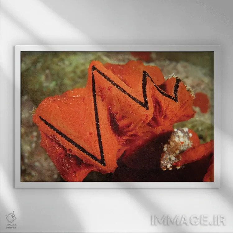 تابلو Lopha Cristagalli, Covered In An Encrusting Sponge, Yap, Micronesia,یک صدف تاجخروسی (Lopha cristagalli) پوشیدهشده با اسفنج پوستهای، یاپ، میکرونزی اثر دیوید فلیتهام - نمای قابدار سفید