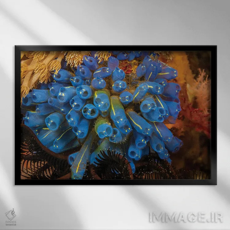 تابلو Clavelina Robusta, Also Known As Sea Squirts, Or Ascidians, Philippines,کلنیای از تونیکاتها (Clavelina robusta) که به نام فوارههای دریایی یا آسیباورها نیز شناخته میشوند، فیلیپین اثر دیوید فلیتهام - نمای قابدار مشکی