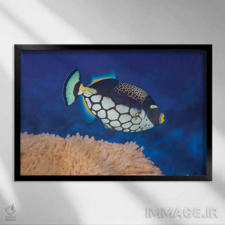 تابلو Balistoides Conspicillum, Above Soft Coral, Yap, Micronesia,یک ماهی ماشهدار دلقکی (Balistoides conspicillum) در بالای مرجان نرم، یاپ، میکرونزی اثر دیوید فلیتهام - نمای قابدار مشکی