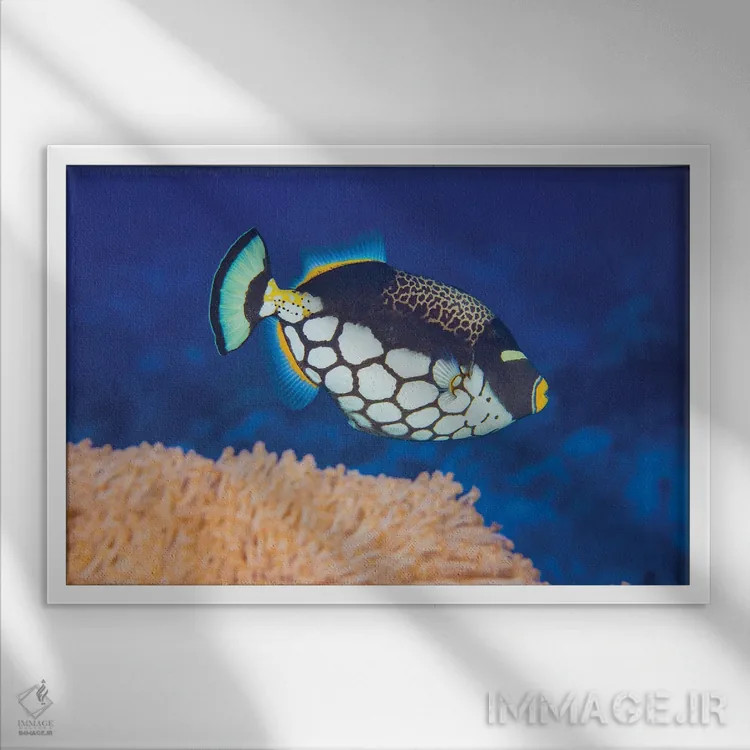 تابلو Balistoides Conspicillum, Above Soft Coral, Yap, Micronesia,یک ماهی ماشهدار دلقکی (Balistoides conspicillum) در بالای مرجان نرم، یاپ، میکرونزی اثر دیوید فلیتهام - نمای قابدار سفید