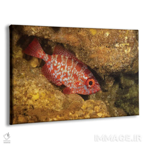 تابلو Heteropriacanthus Cruentatus, In A Cavern During The Day In Hawaii,یک اسنپر چشمدرشت معمولی (Heteropriacanthus cruentatus) در غاری در طول روز، هاوایی اثر دیوید فلیتهام - نمای پرسپکتیو محصول